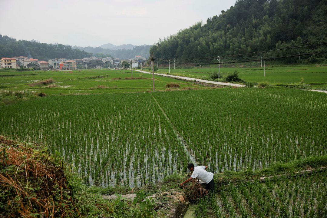 image Ample world rice supplies to cushion impact of Pakistan, China crop losses