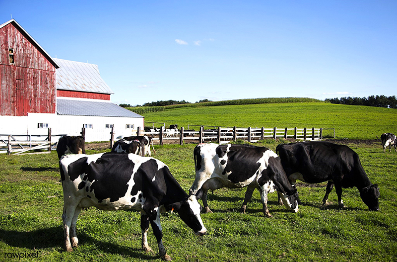 holstein dairy cows at the dunnum family's top of the town d