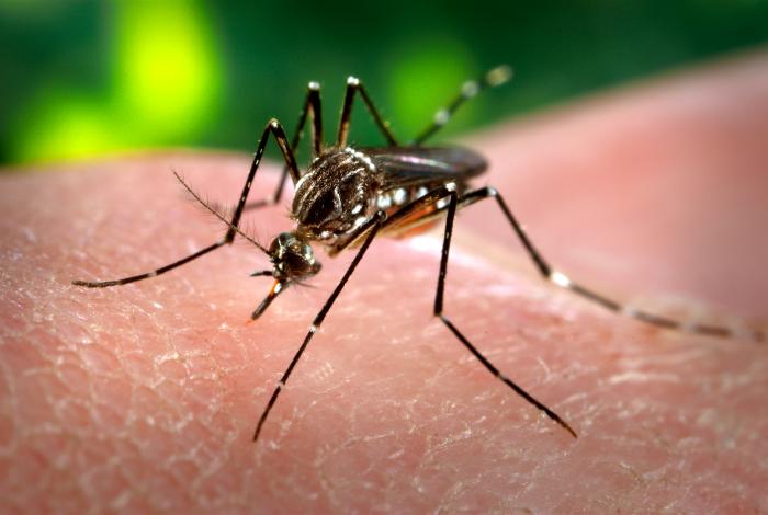 image Health minister warns yellow fever mosquitos found in Dromolaxia