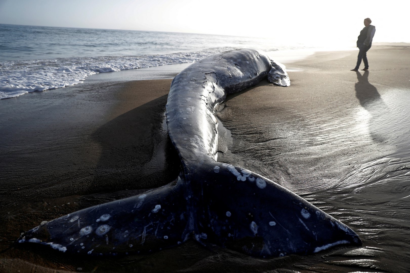 image Grey whale numbers along North America&#8217;s west coast down nearly 40 per cent since 2016