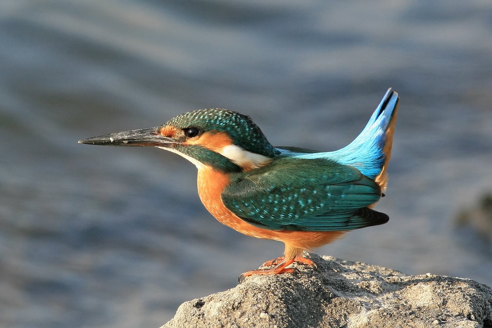 image Exhausted kingfisher treated and released back into the wild