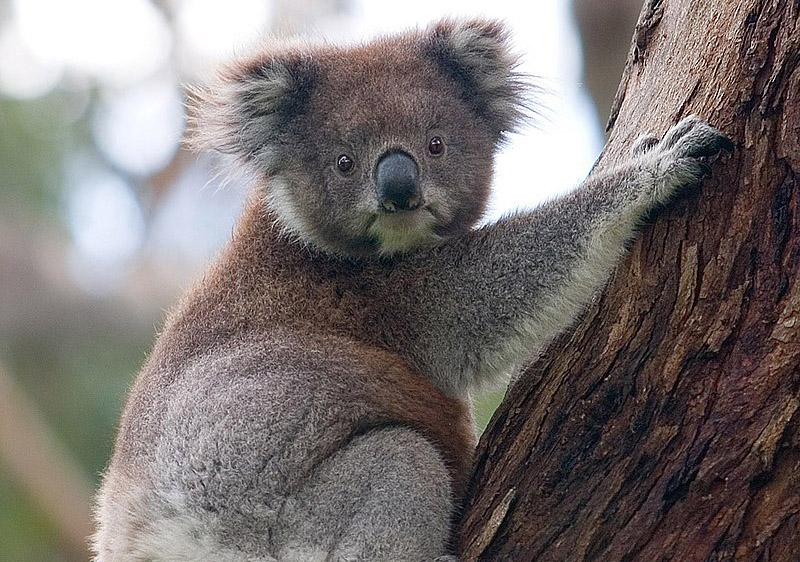 Australia to set aside at least 30% of its land mass to protect endangered  species | Cyprus Mail
