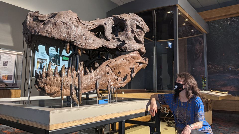image What caused holes in Sue the T. rex&#8217;s jawbone? Scientists are stumped