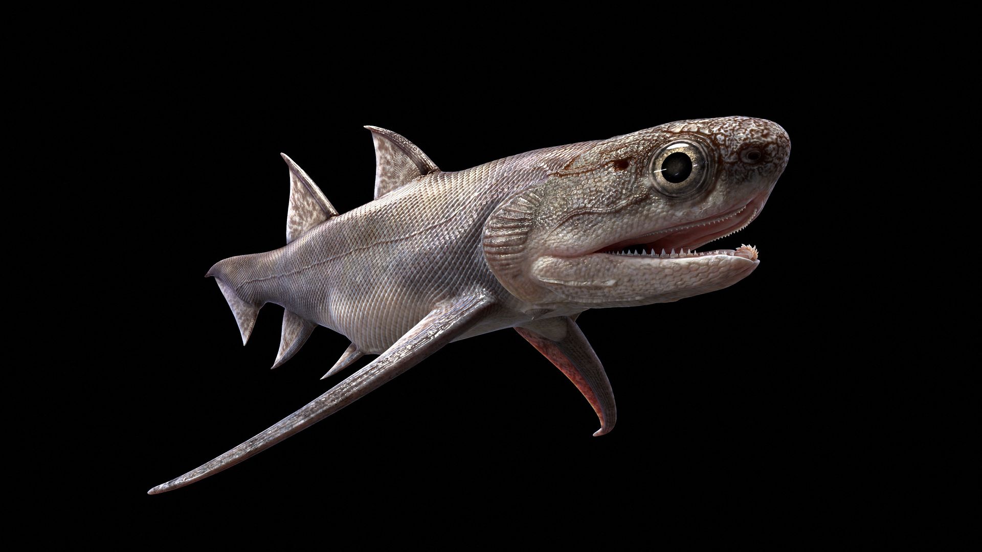 image Chinese fish fossils take a bite out of mystery of origin of jaws