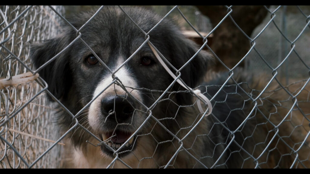 film still one of many rescue dogs of greece