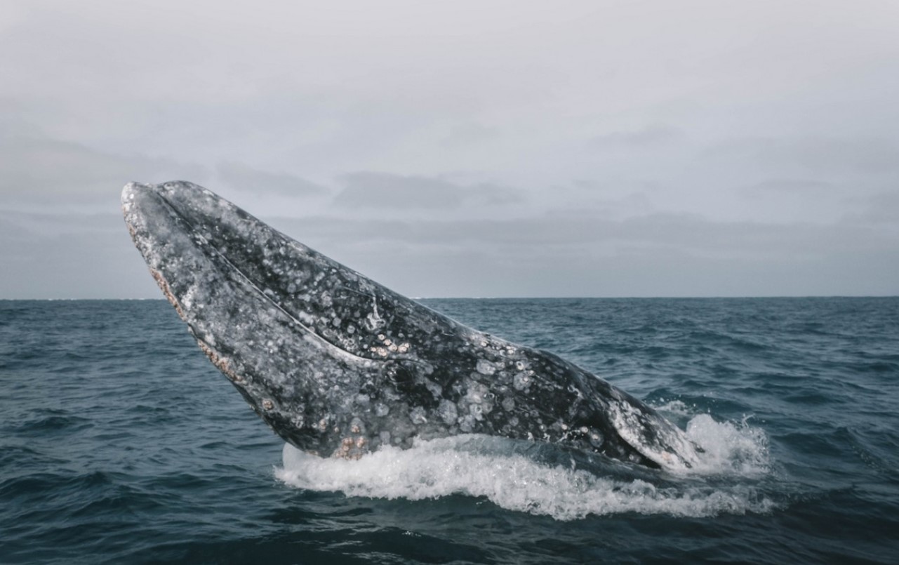image Grey whale’s disappearance from Atlantic Ocean holds clues to possible return