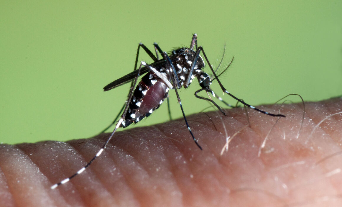 La lejía mata las larvas de mosquito