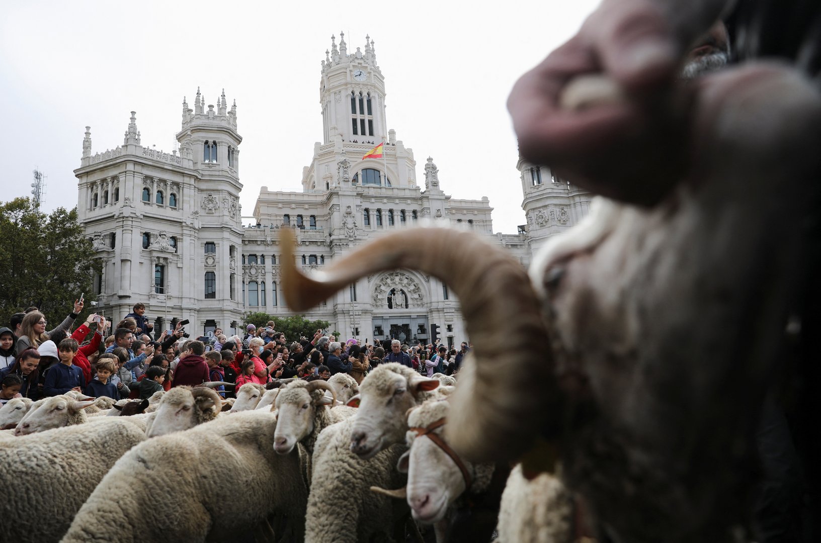 image Sheep take over Madrid&#8217;s streets as they head for winter pastures