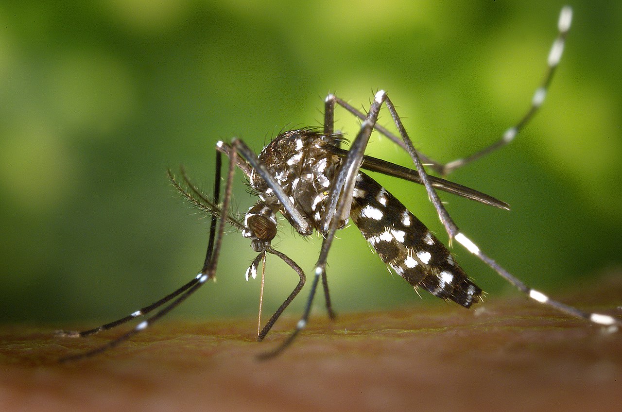 image Cyprus platform warns of rising mosquito-borne disease threat