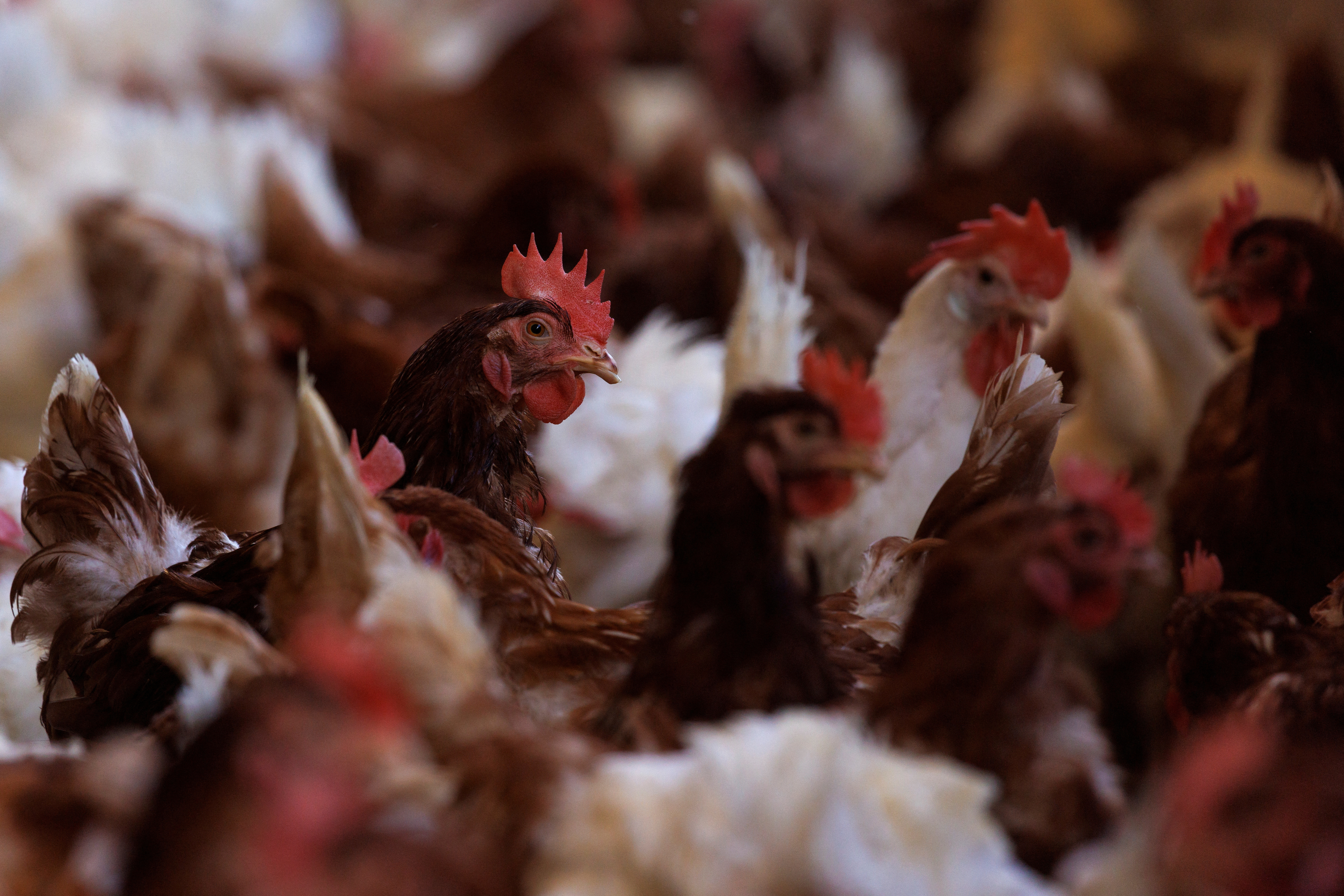 image Bird flu identified at two locations in Famagusta area, poultry owners warned to be alert