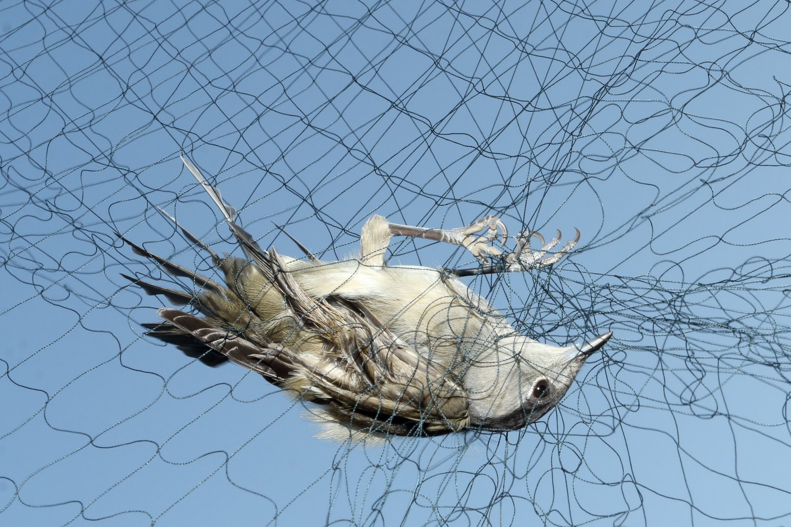 36-year-old poacher arrested after 17 songbirds found in nets