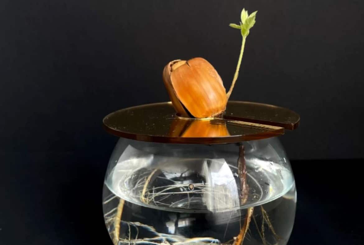 image Workshop highlights acorns of the Cypriot oak tree