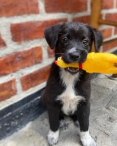 Nova the day i found her with a chicken in her mouth