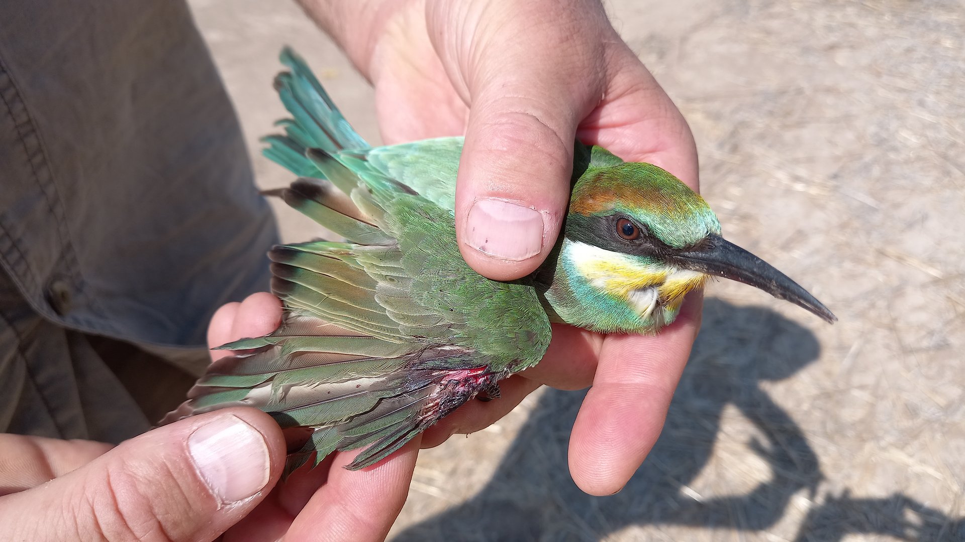 image Trapping songbirds: the darker side of Cyprus