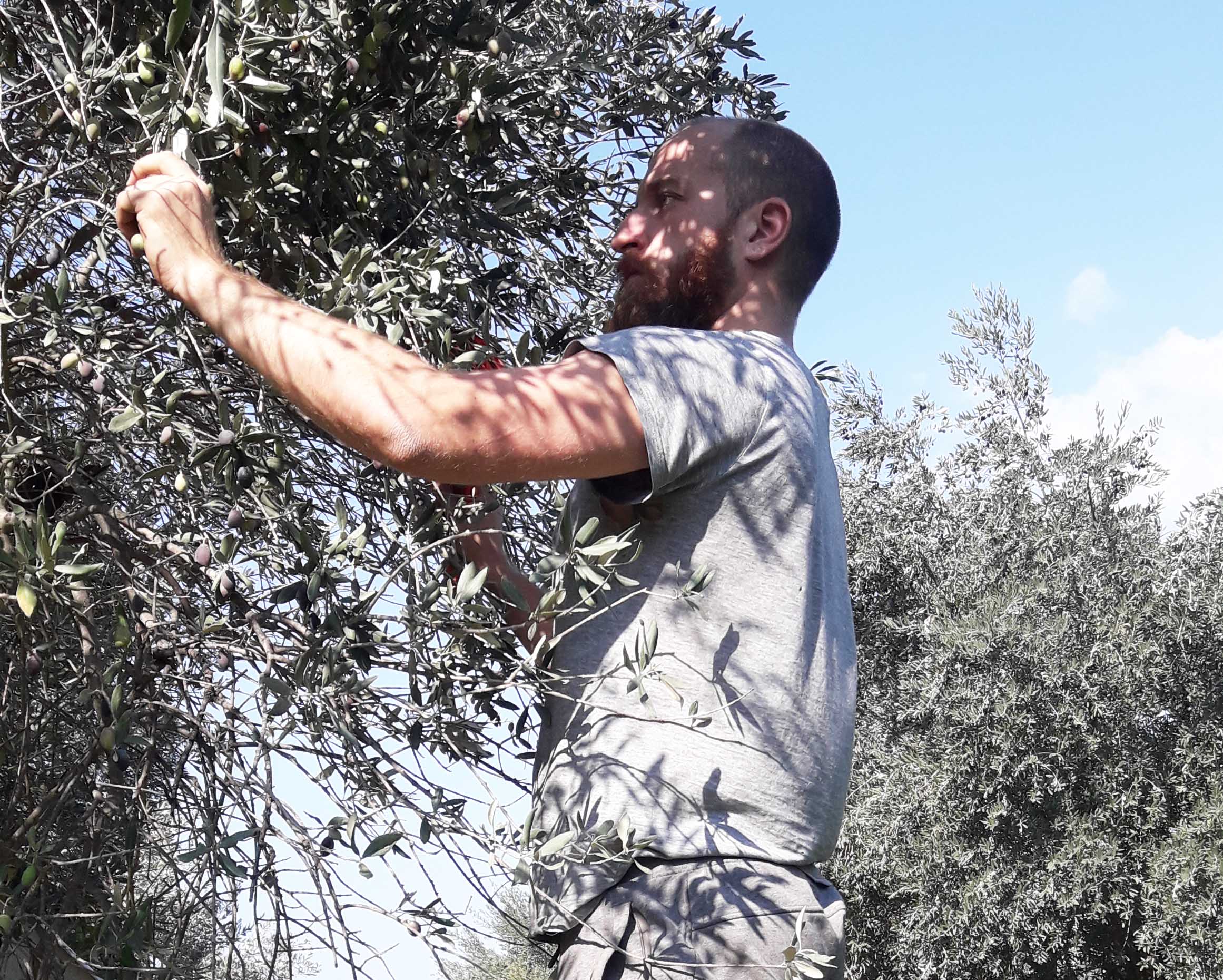 image Back to my roots: olive picking in Paphos