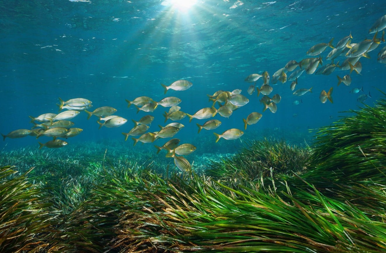 image From mussels to meadows, the sea offers big lessons for all life