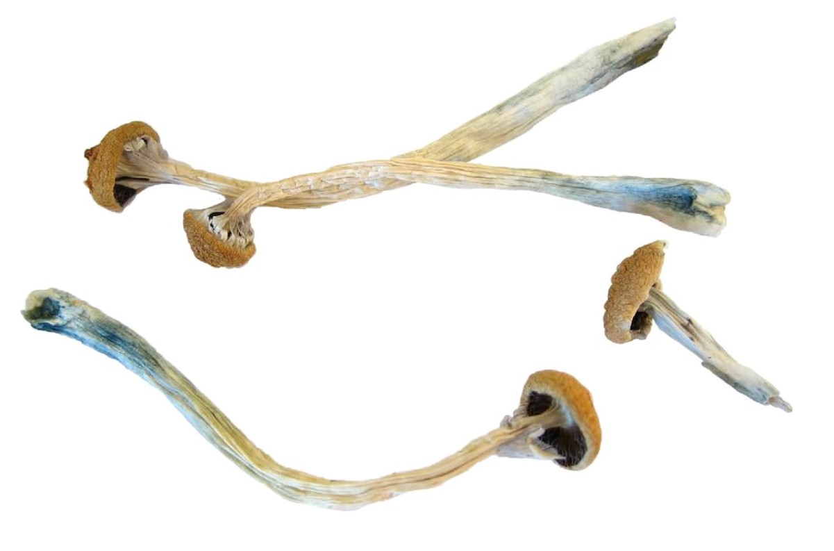 image Magic mushroom compound shows promise as depression treatment in key study
