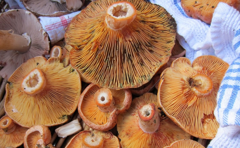 image Mushroom foragers warned over rules and health risks