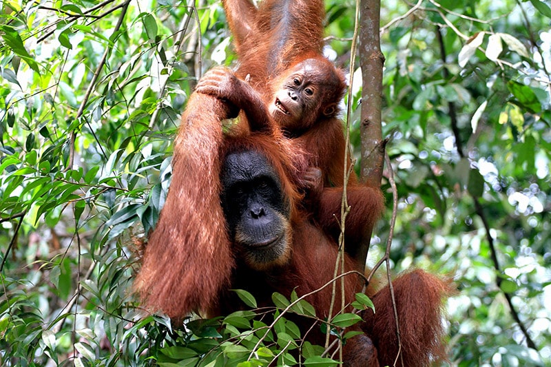 image What’s Eaten Where: Sumatra