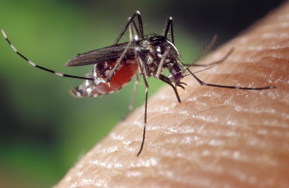 image Early warning system for dengue-carrying mosquitoes developed
