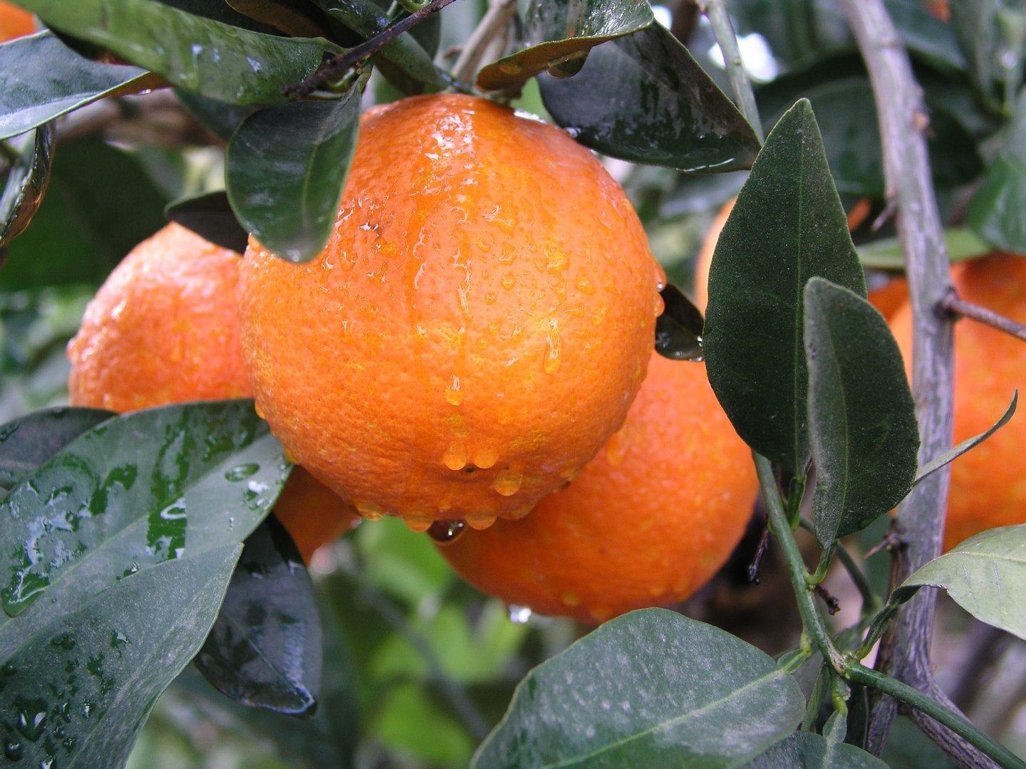 image EU approval for aid to citrus producers