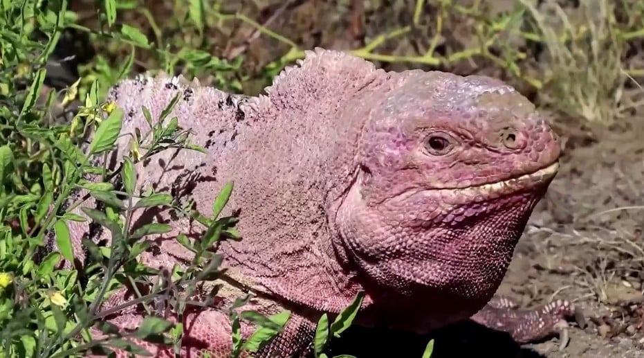 image Endangered pink iguana hatchlings seen for first time on Galapagos island