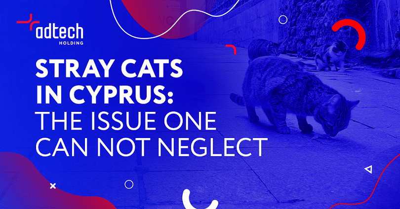 cover Stray cats in Cyprus: the issue one cannot neglect