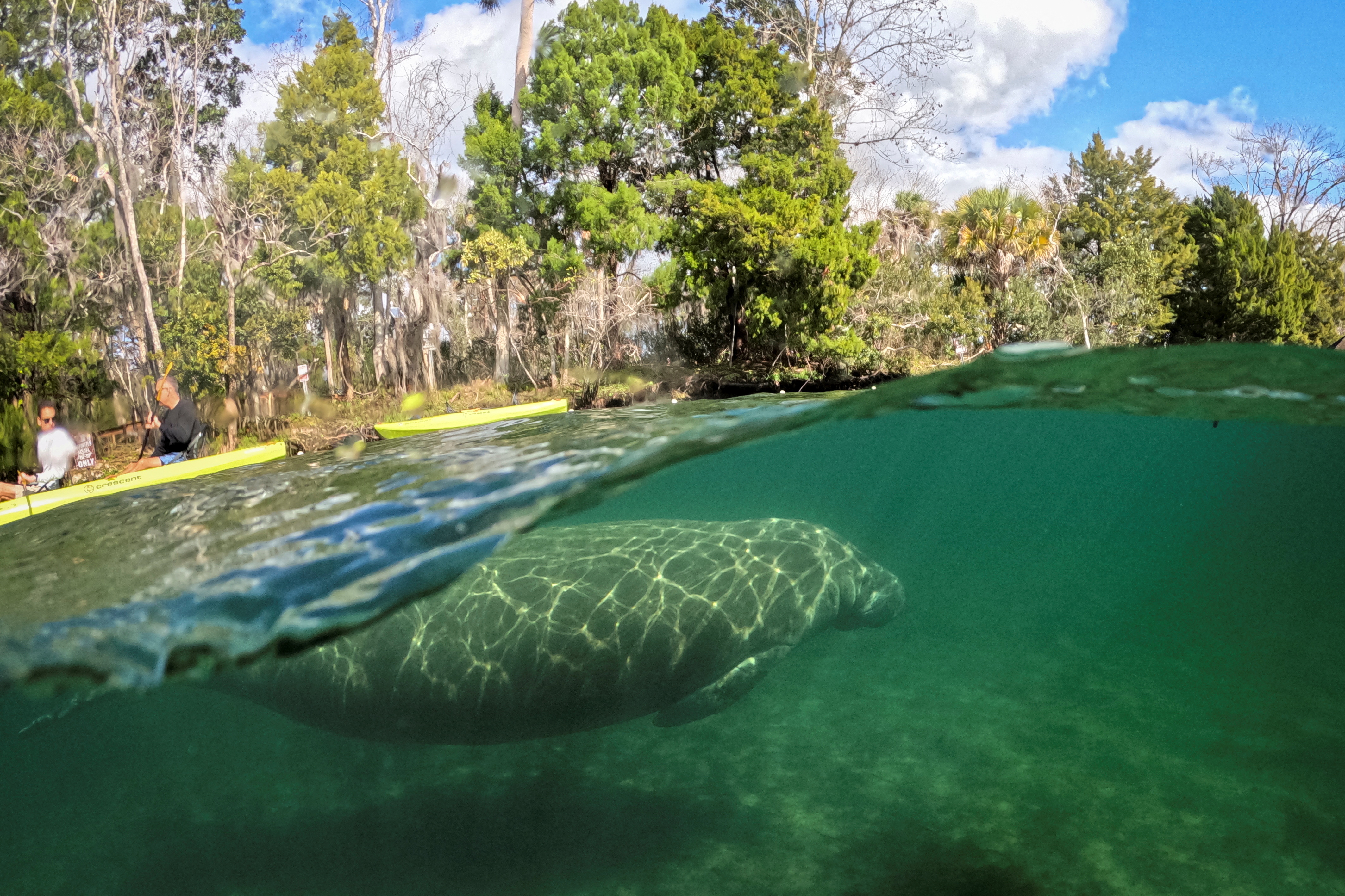 image Florida manatees dying off at an alarming rate, experts say