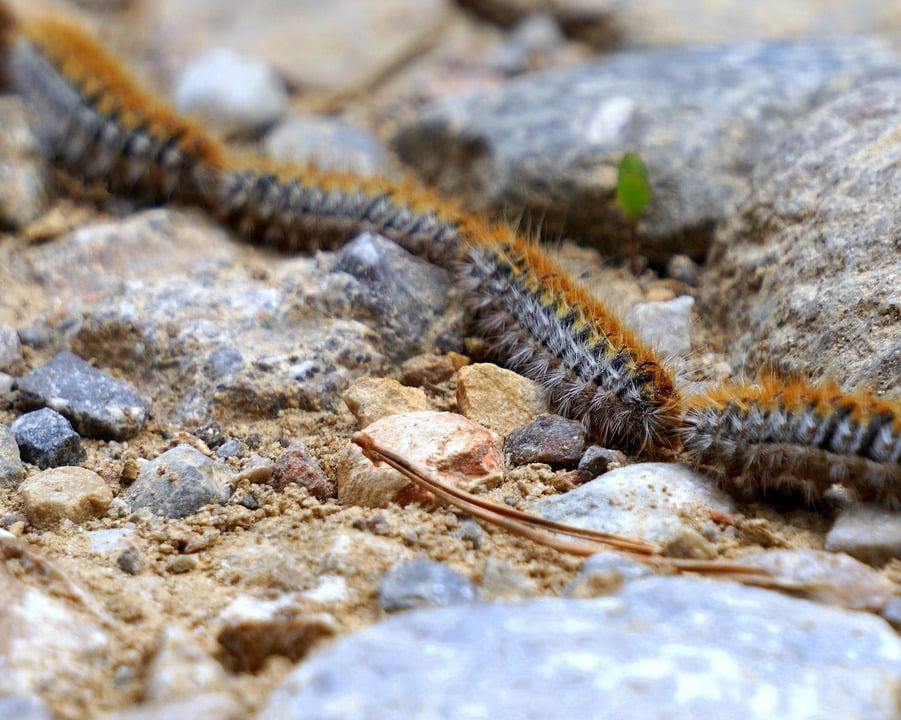 image March of the poisonous processionary pine caterpillars
