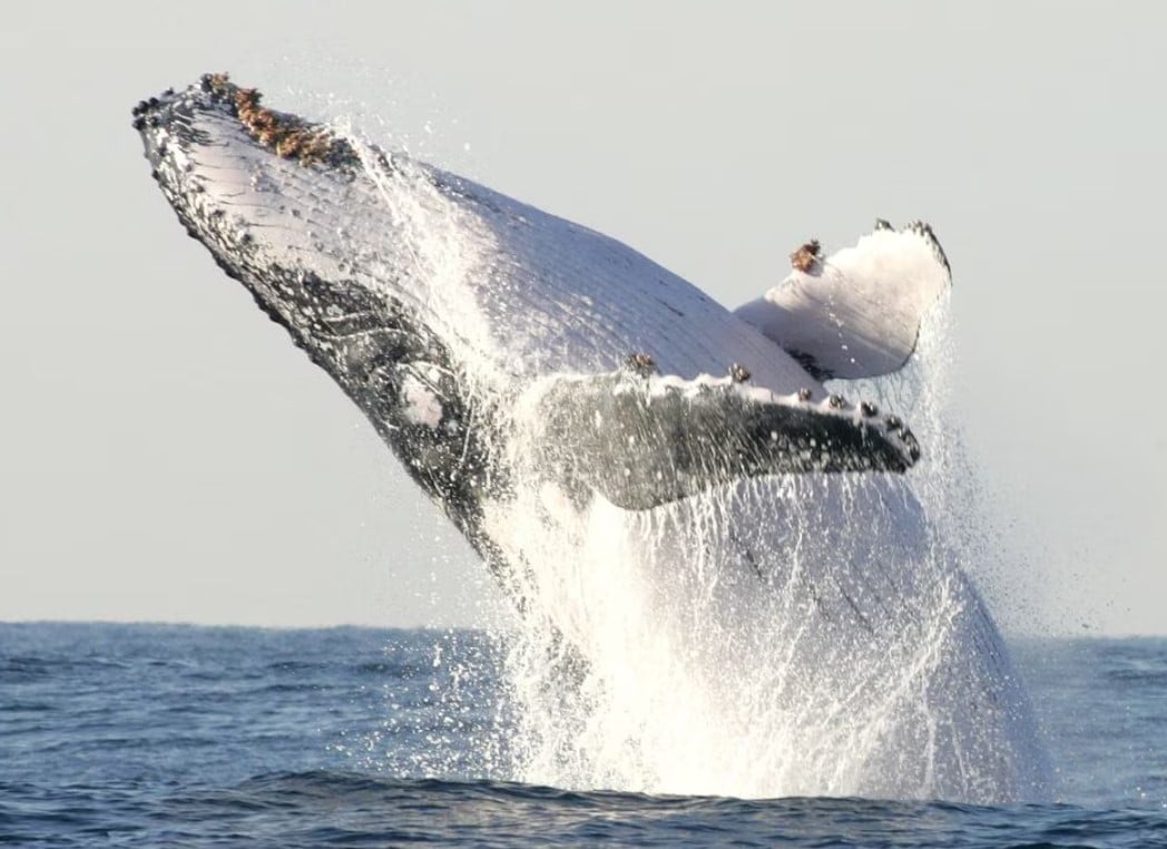 cover For whales, study shows gigantism is in the genes