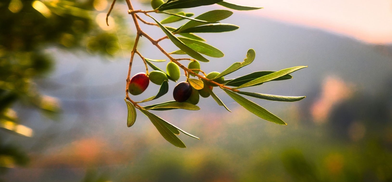 image Olives, the source of “liquid gold,” offer more riches to unlock