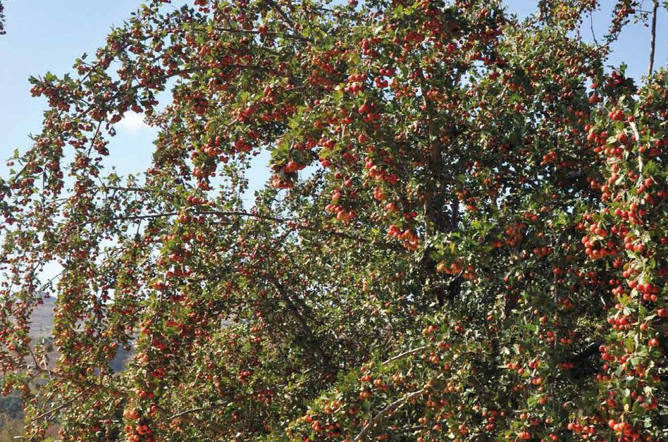 hawthorn-named-tree-of-the-year-cyprus-mail