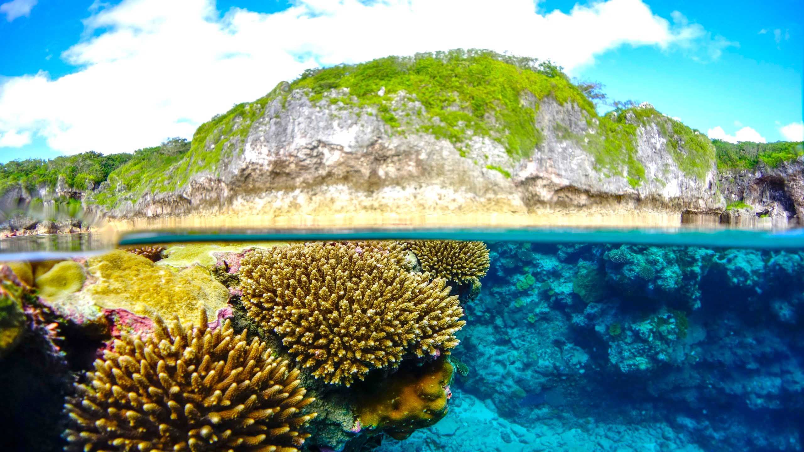 image What’s Eaten Where: Niue: where crabs are x-rayed and tomorrow never comes