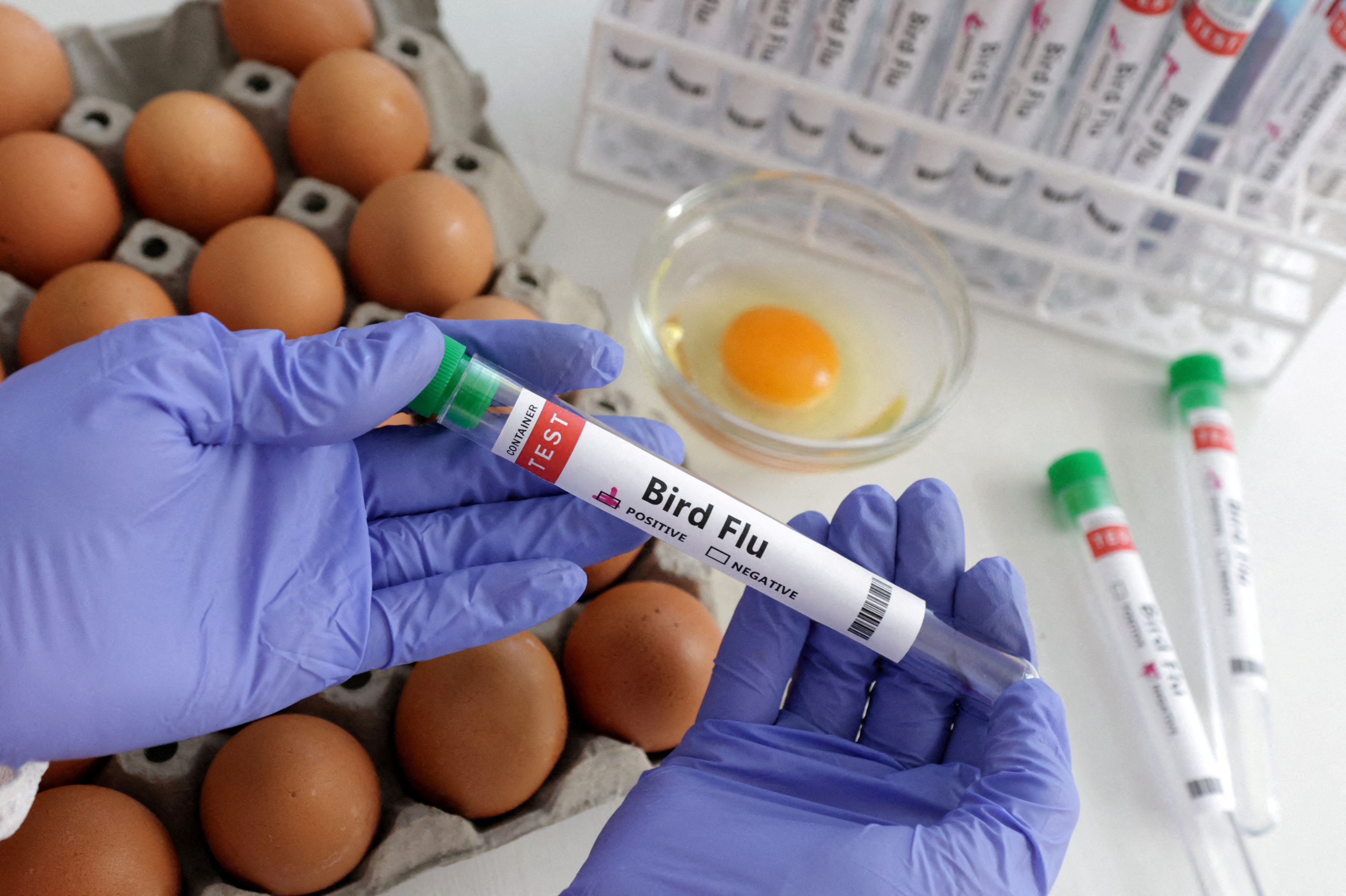 image Bird flu spreads to new countries, threatens non-stop &#8220;war&#8221; on poultry