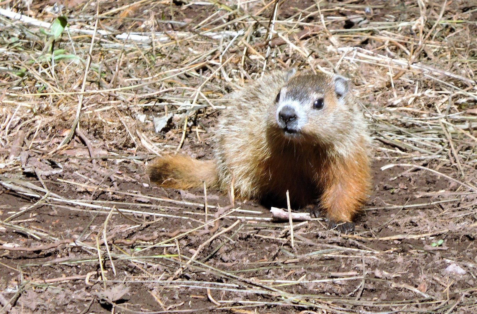 image Canadian groundhog Fred la marmotte found dead before Groundhog Day