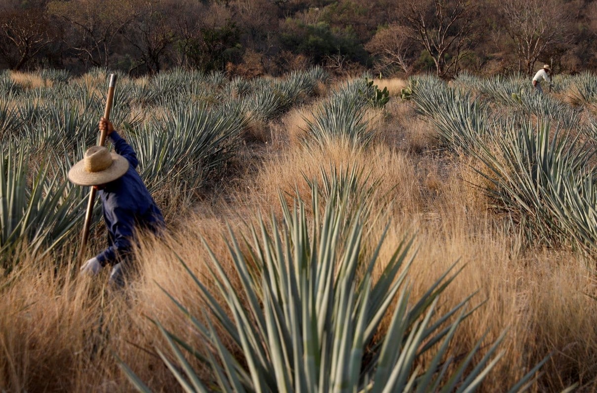 agave farming