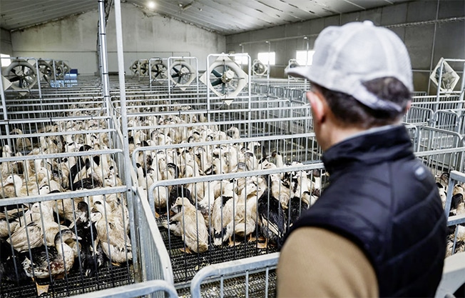 image Bird flu alarm drives world towards once-shunned vaccines