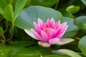 fashion emerging natural fibres nclude those from lotus flowers