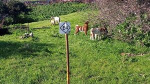 feature nick goats graze on the e4 path