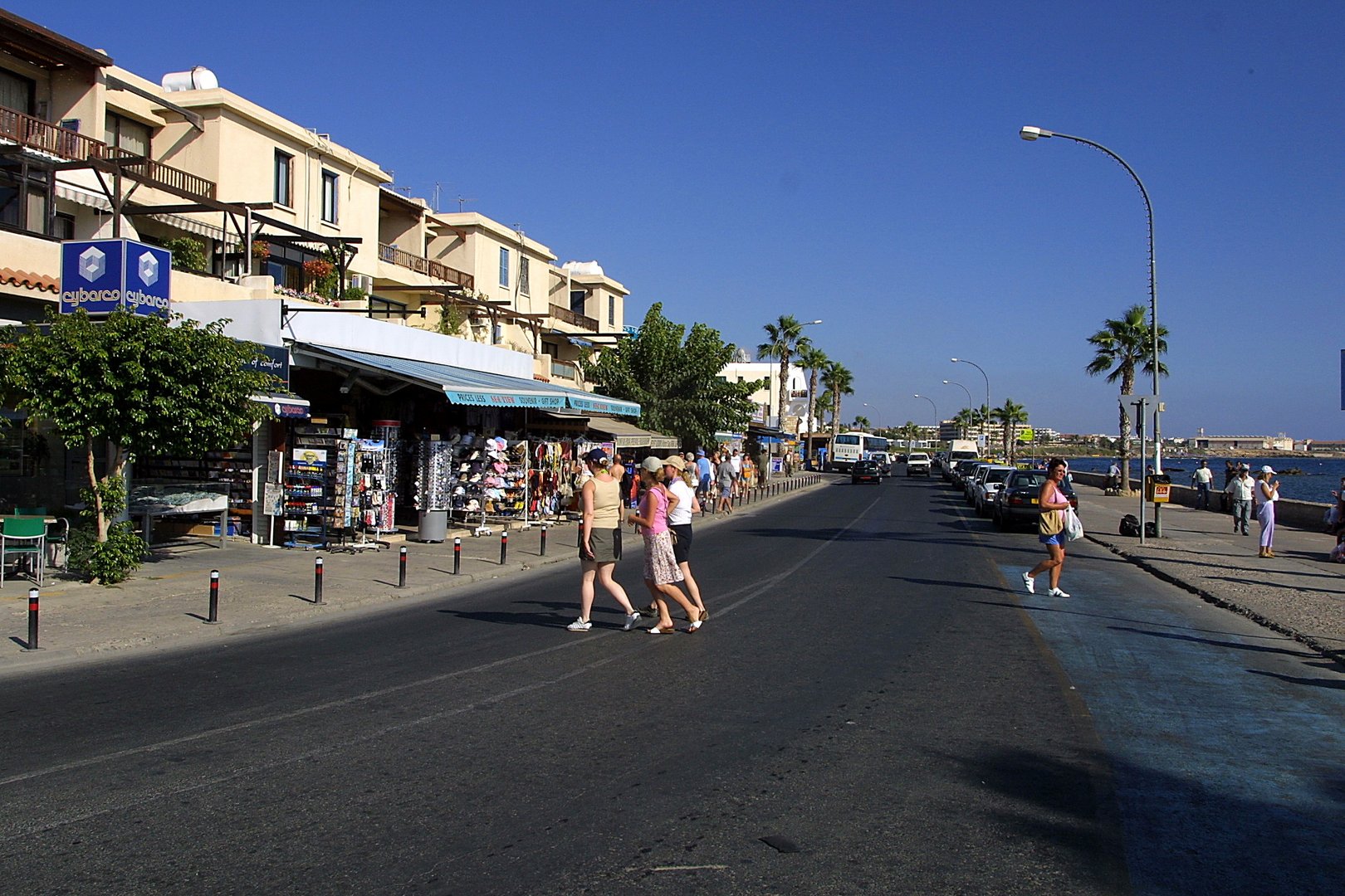 image Strays rounded up in Paphos to boost image