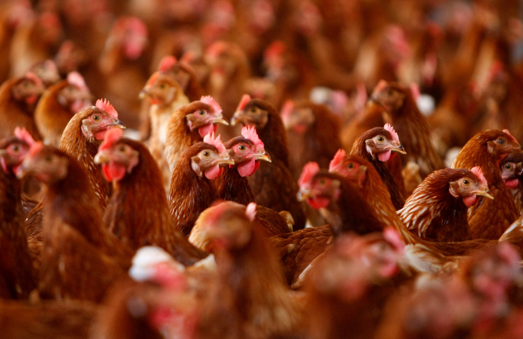 image How free-range eggs became the norm in supermarkets – and sold customers a lie