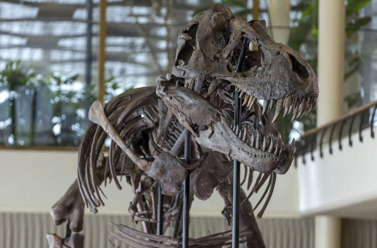 image Rare T-Rex skeleton to go under the hammer in Switzerland