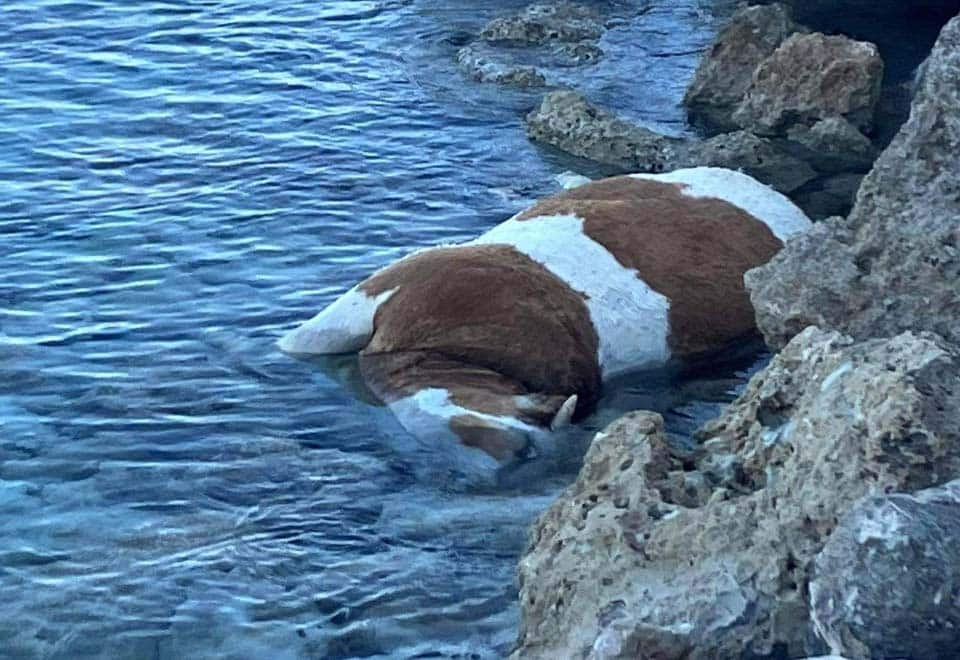 image Dead cow found floating in sea off Paphos