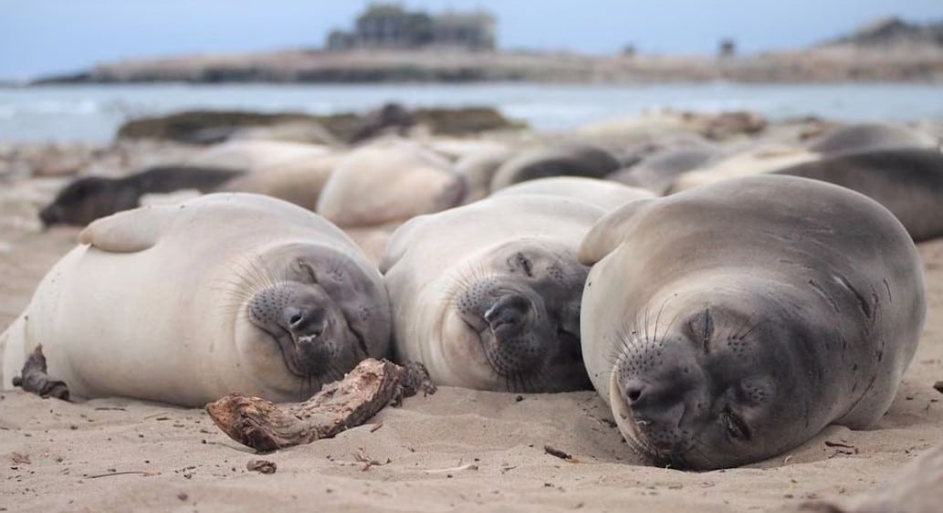 image You think you need more sleep? Tell that to an elephant seal