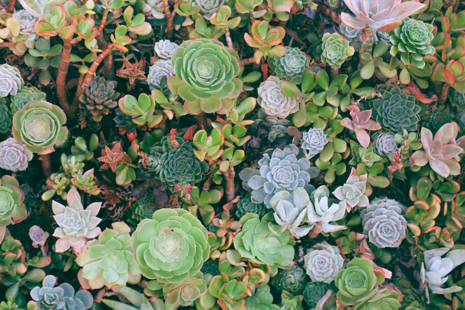 image Annual exhibition of cacti and succulents returns to Nicosia