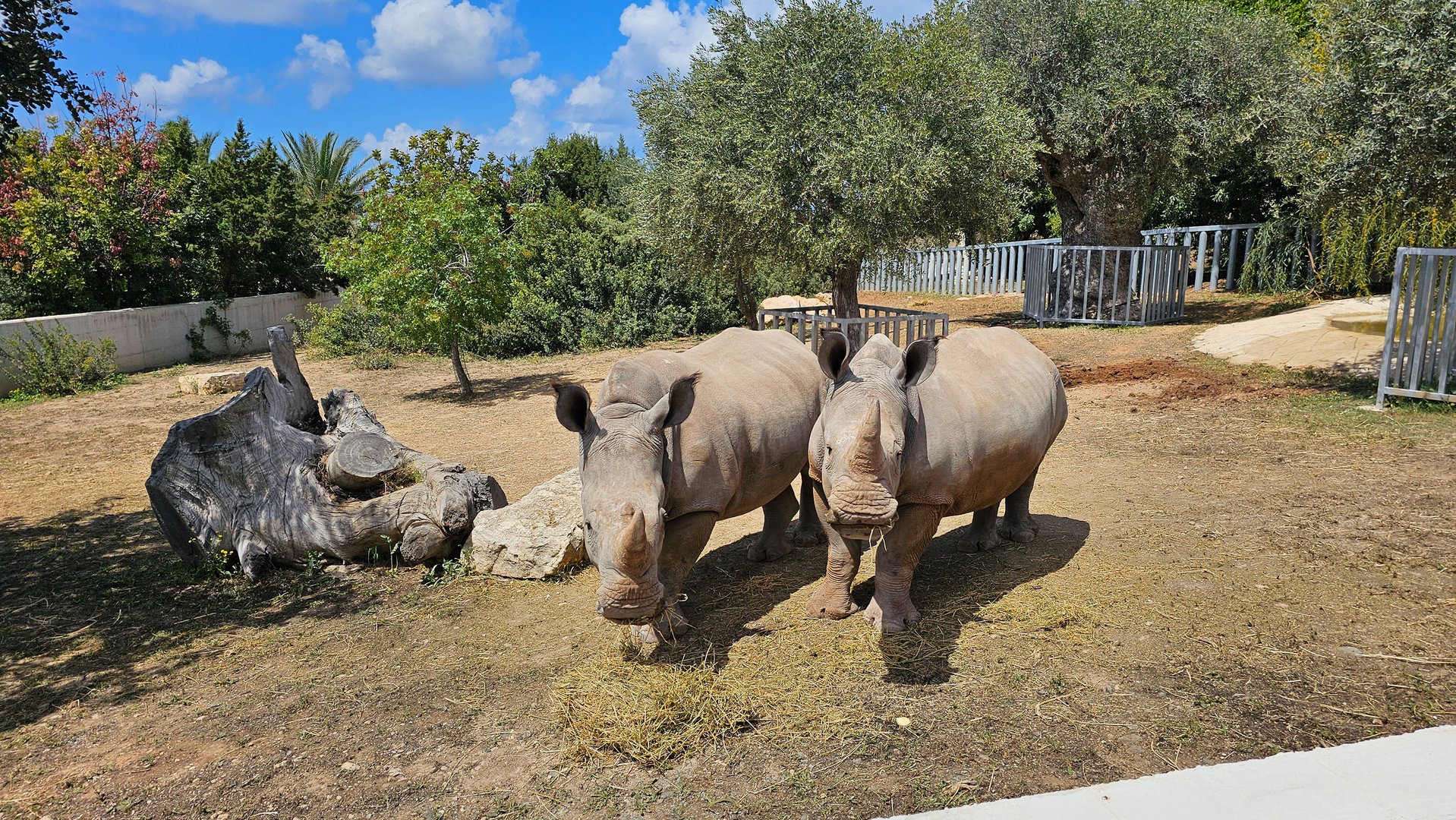 image Paphos zoo welcomes two white rhinos and two sun bears (videos)