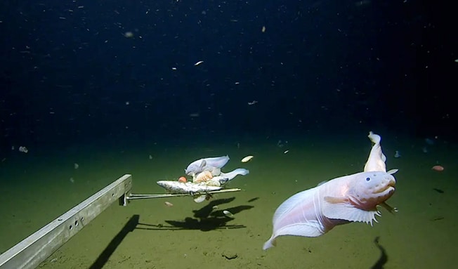 Deepest-ever fish caught and filmed off Japan by scientists | Cyprus Mail