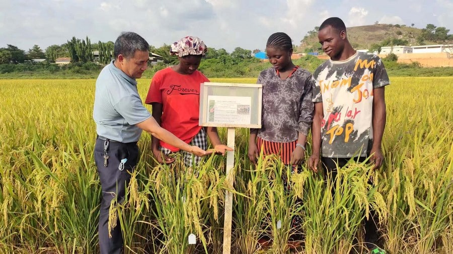 image Chinese rice breeding tech boosts agricultural development in Asia, Africa