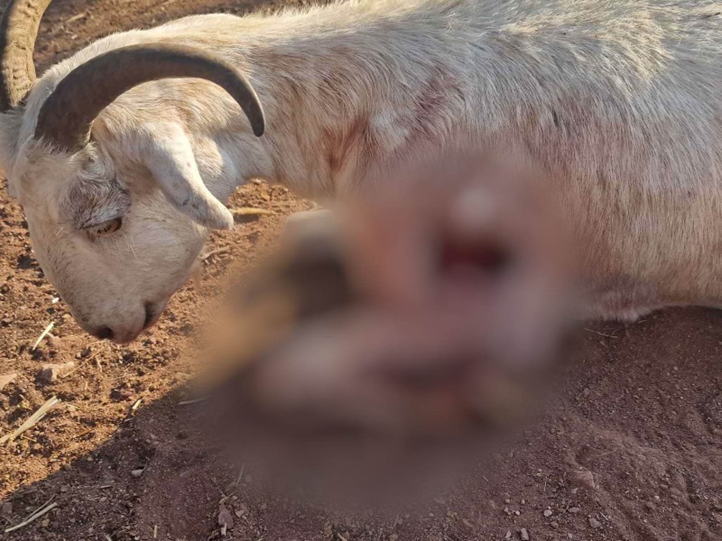 image Paphos farmers complain livestock attacked by stray dogs