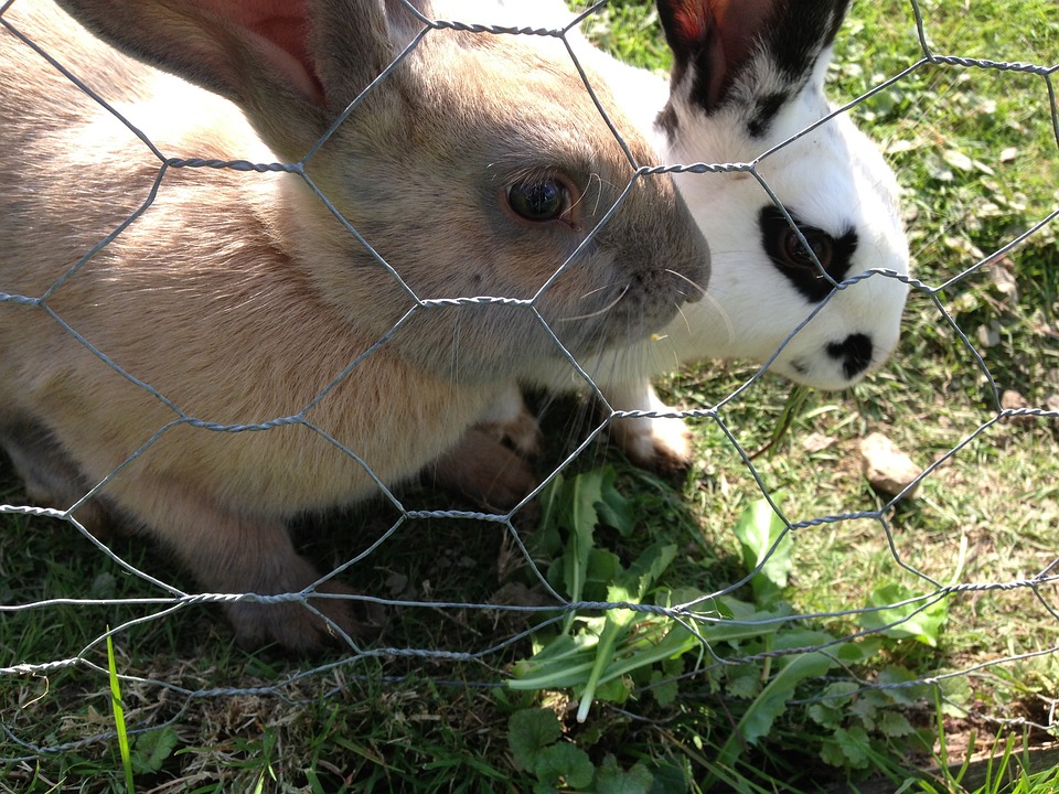 One hundred and fifty rabbits stolen from orchard | Cyprus Mail